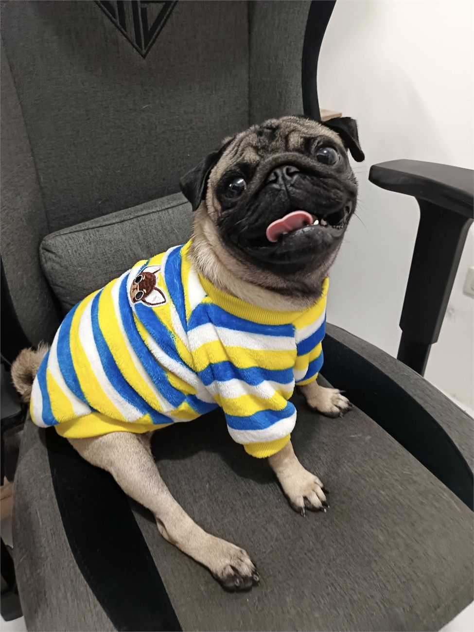 Liempo, Jeremy's pug