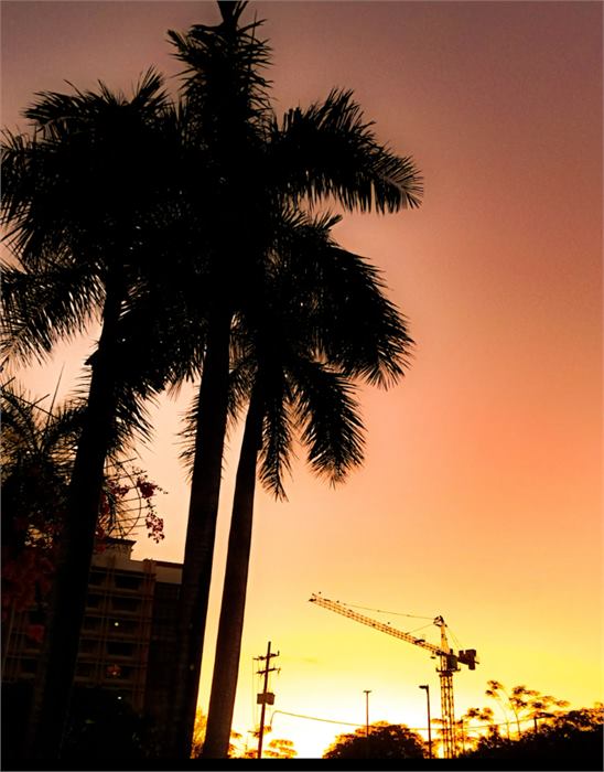 Palm trees silhouetted against a sunset sky, Alabang