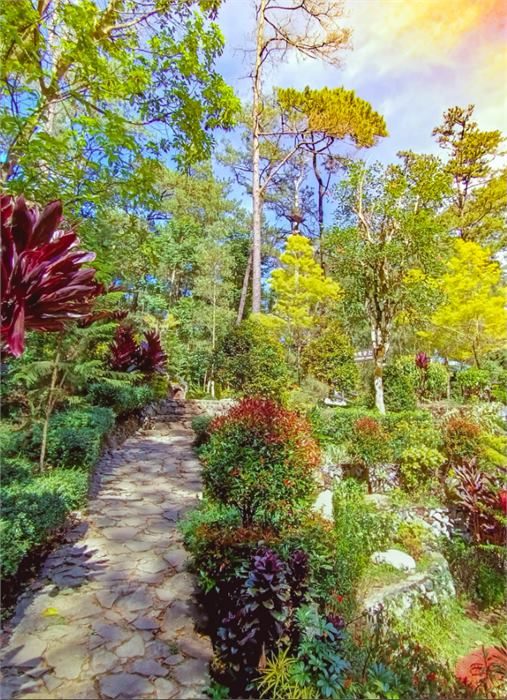 Stone garden path through pine trees, Baguio